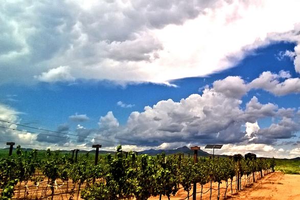 Vineyard slide 2